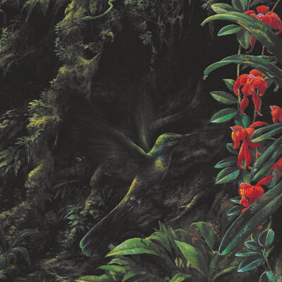 Amazon Rainforest Poster