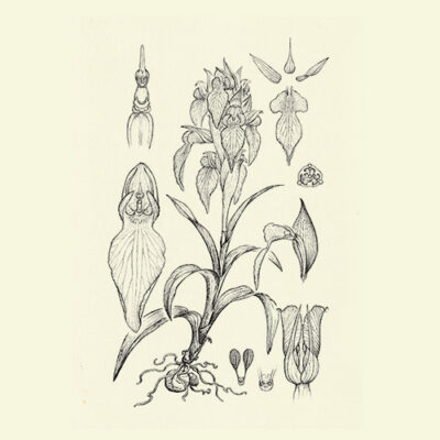 Australian orchid botanical illustrations