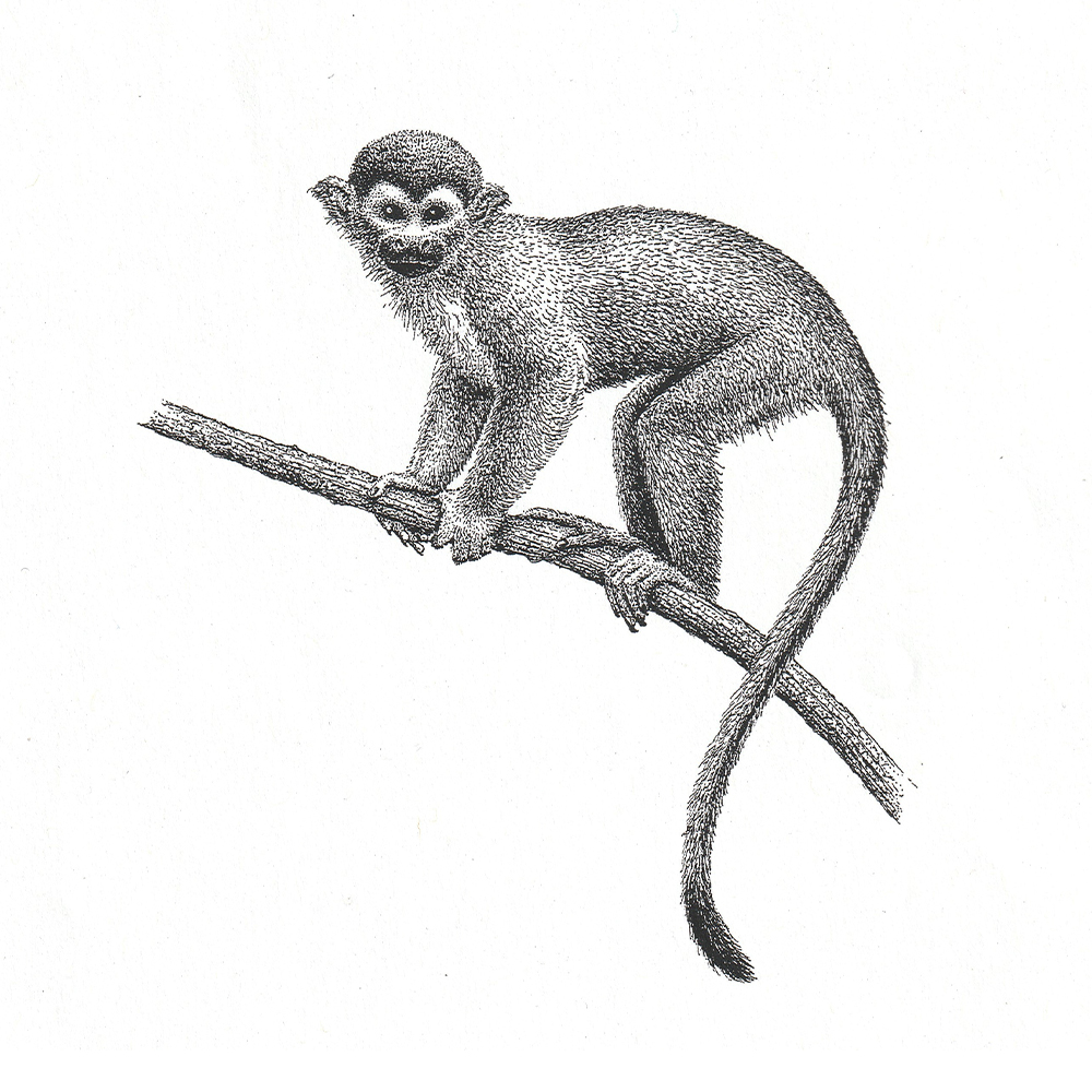 Amazon Wildlife Greeting Cards - Animals 1 - Image 3