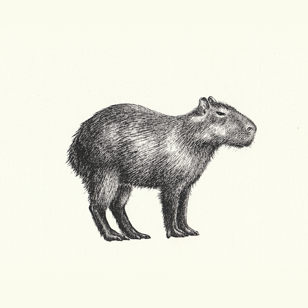 Amazon Wildlife Greeting Cards - Animals 1 - Image 2