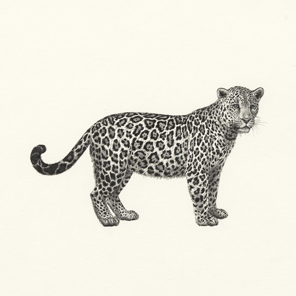 Amazon Wildlife Greeting Cards - Animals 1 - Image 4