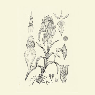 Arthrochilus prolixus