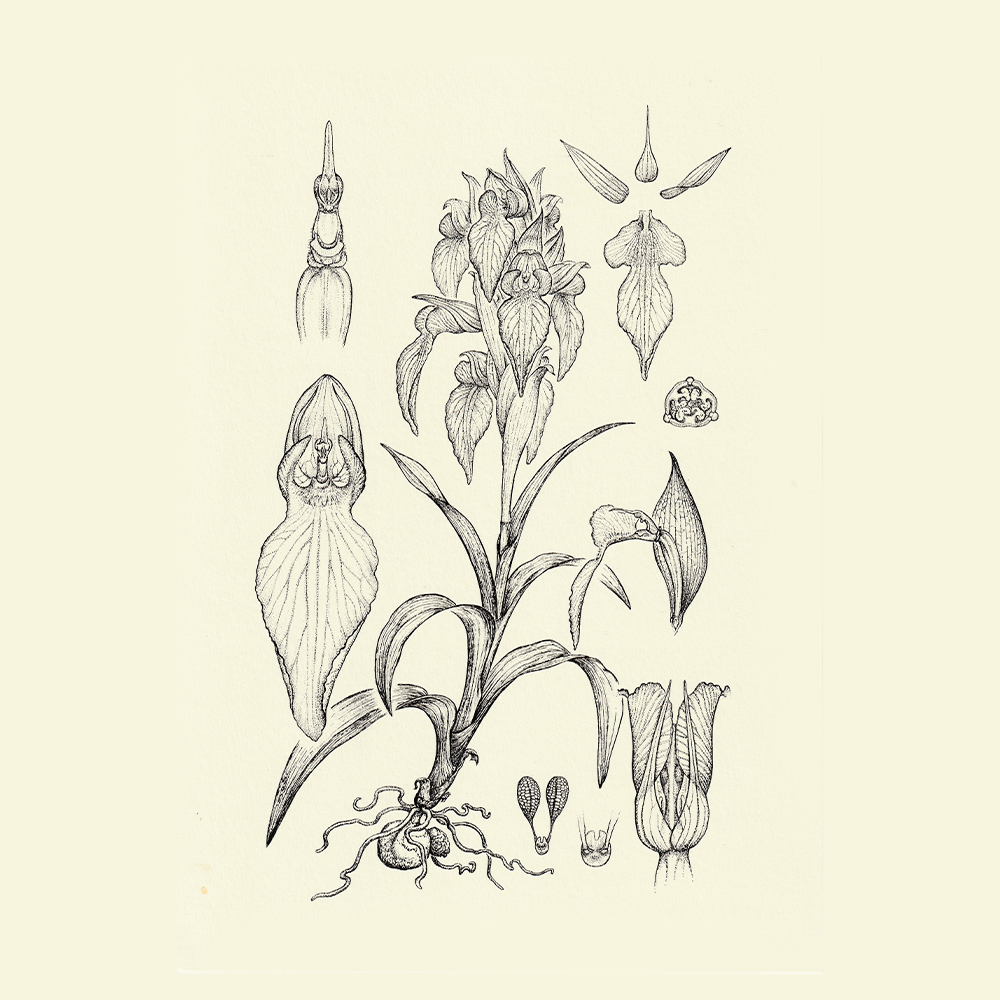Arthrochilus prolixus