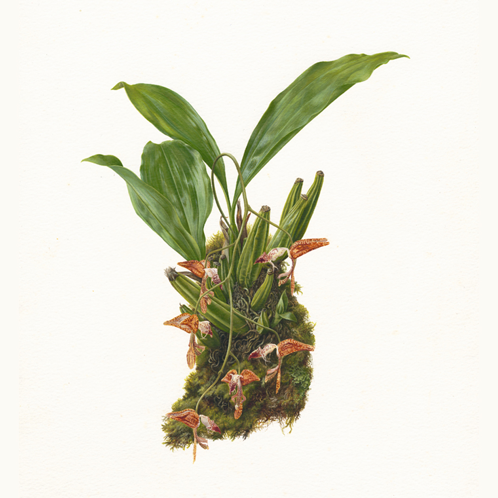 Gongora sp.