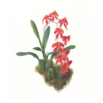 Oncidium noezlianum
