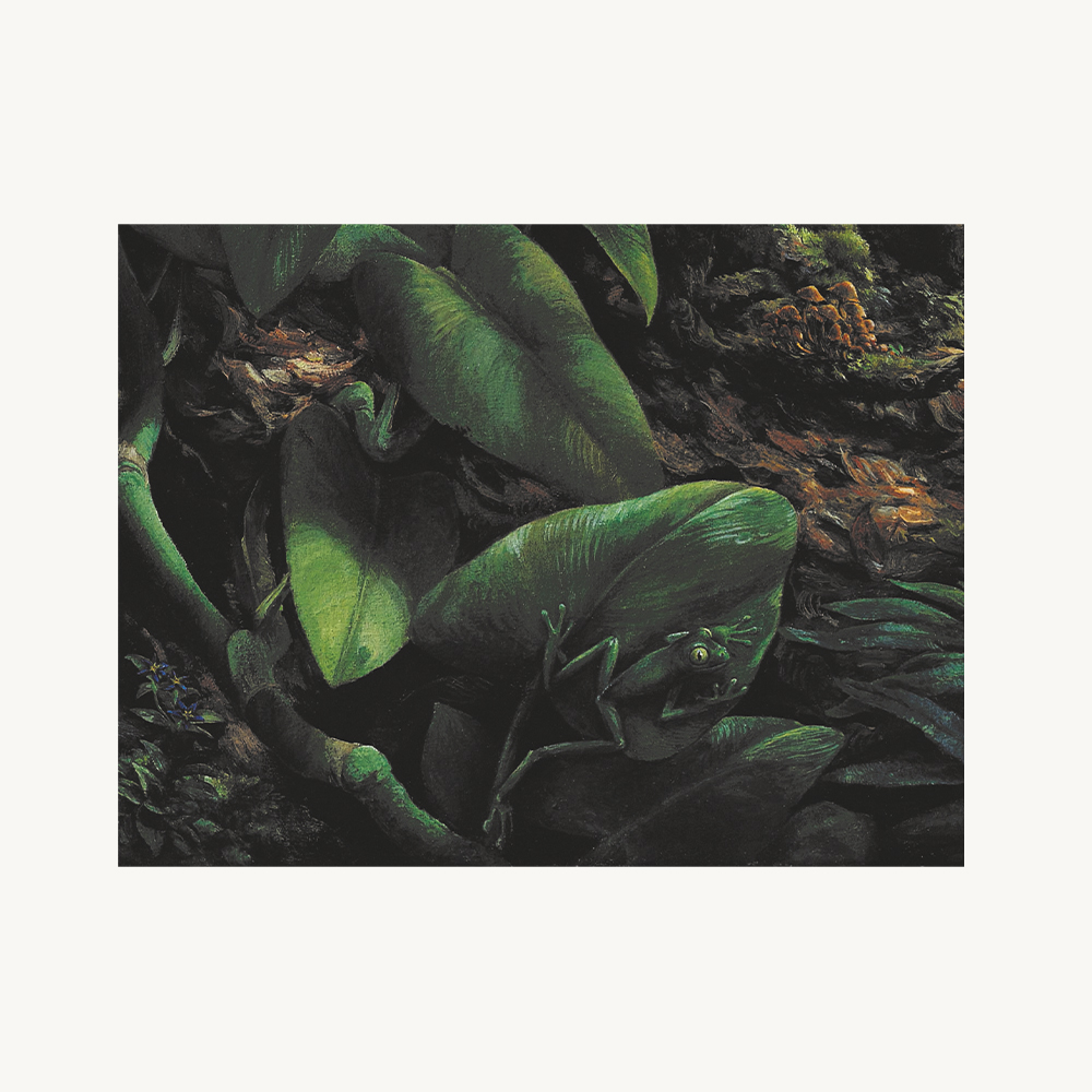 Peruvian Rainforest – Spot 15 Animals - Image 3