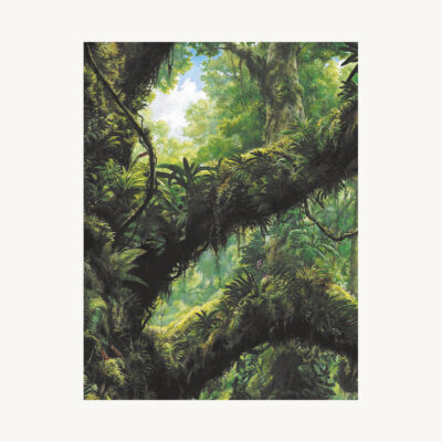 Peruvian Rainforest – Spot 15 Animals