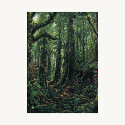 Peruvian Rainforest – Spot 15 Animals