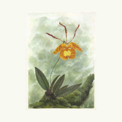 Psychopsis sanderae