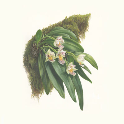 Trichocentrum pulchrum